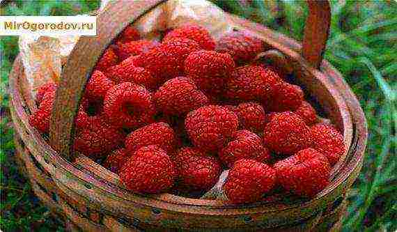 early ripe varieties of raspberries are the best