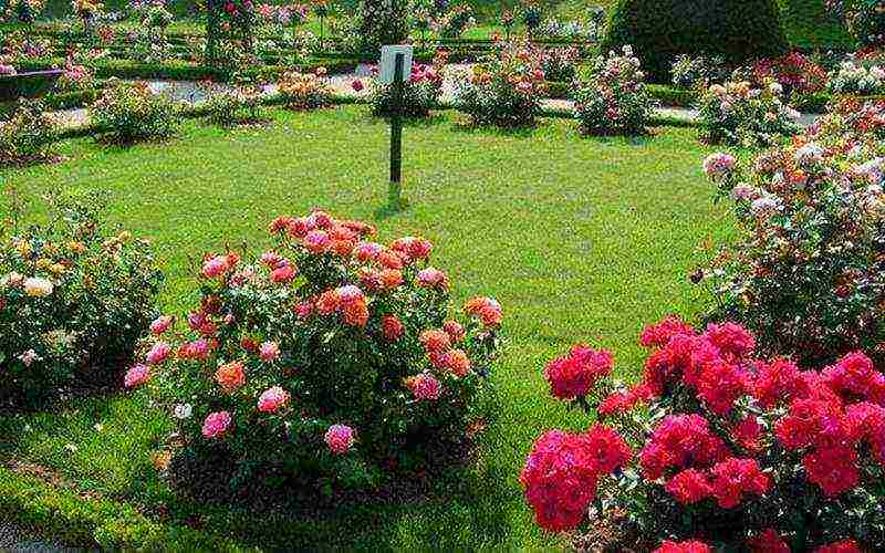 distance between rose bushes during autumn planting in open ground