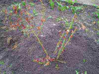 distance between rose bushes during autumn planting in open ground