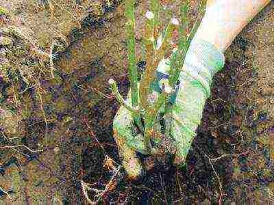 distance between rose bushes during autumn planting in open ground