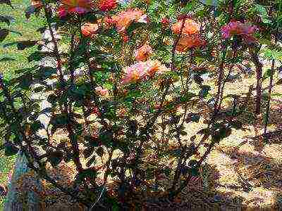 distance between rose bushes during autumn planting in open ground