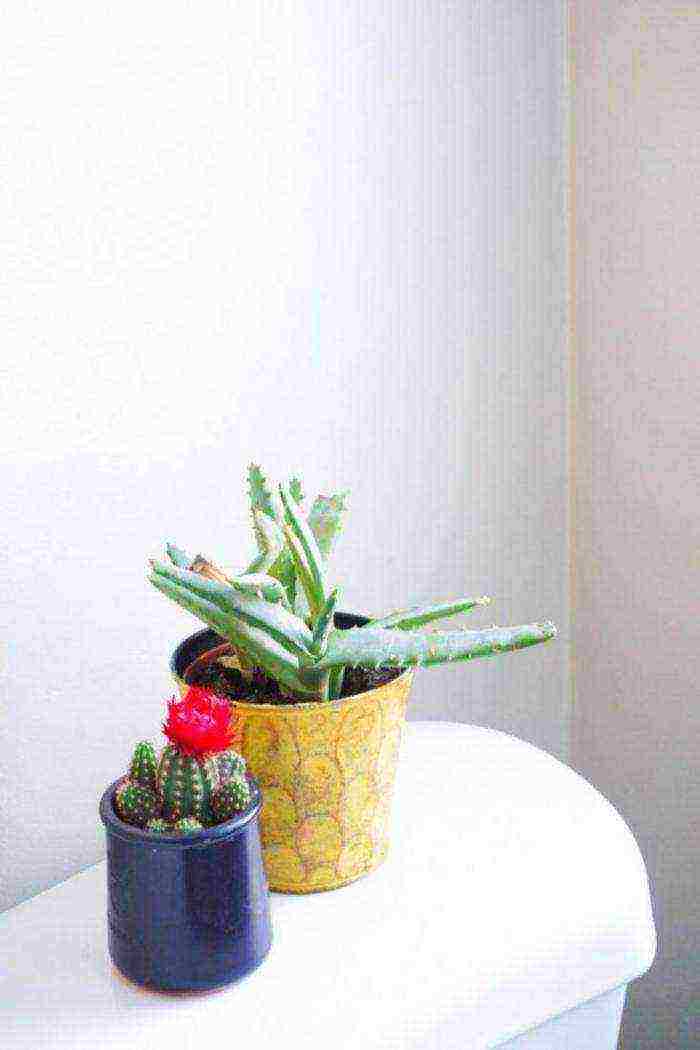 plants that can be grown in the bathroom