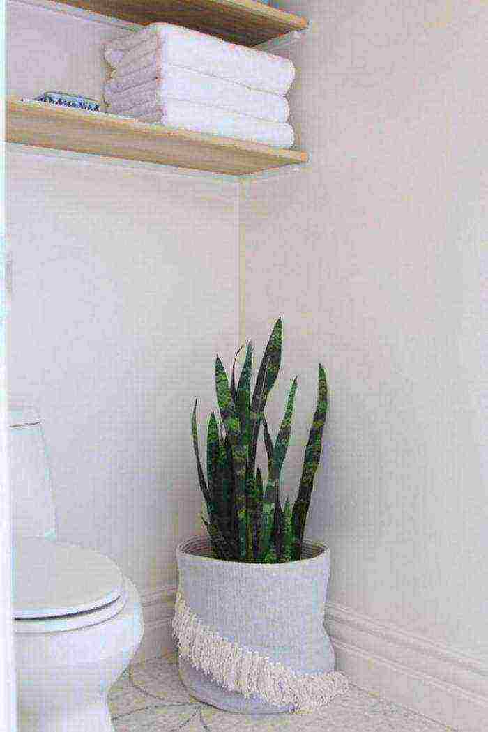 plants that can be grown in the bathroom