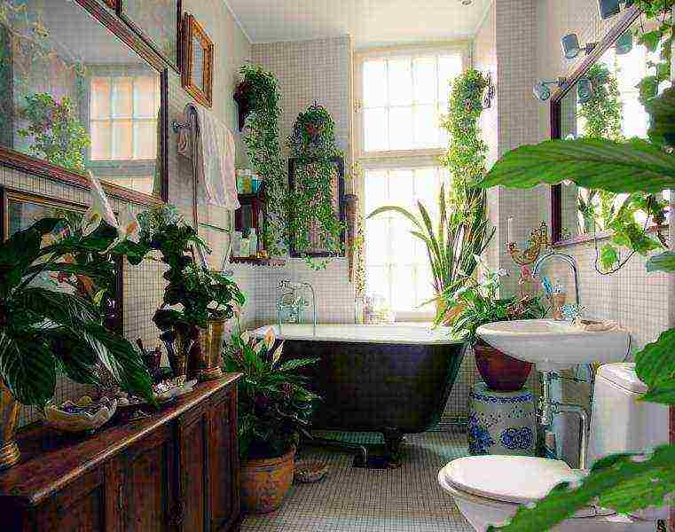 plants that can be grown in the bathroom