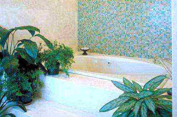 plants that can be grown in the bathroom