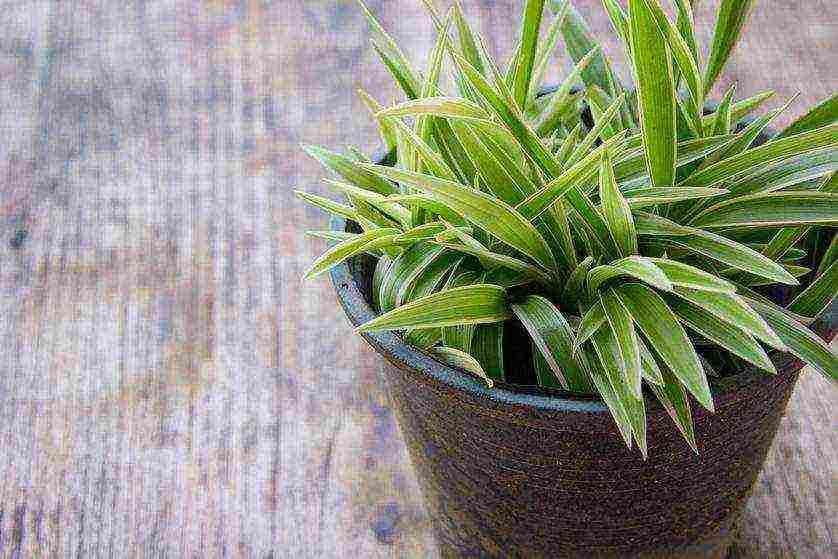 plants that can be grown in the bathroom