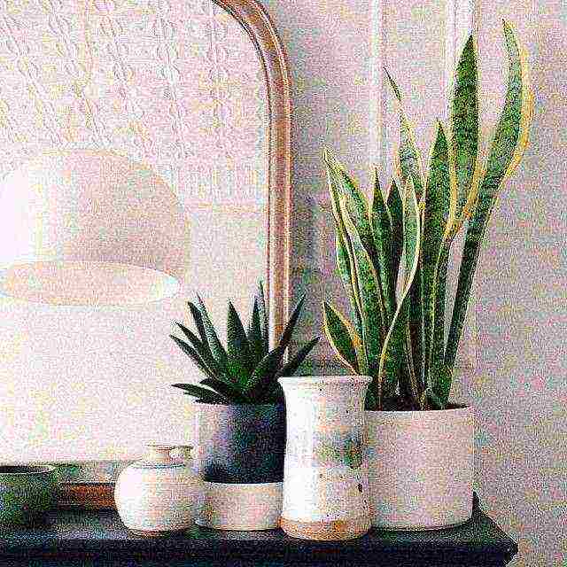 plants that can be grown in the bathroom