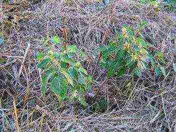 reproduction raspberries remontant planting and care in the open field