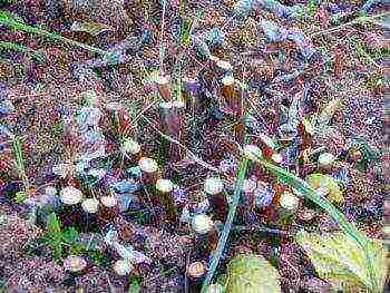 reproduction raspberries remontant planting and care in the open field