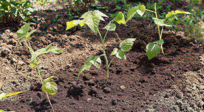 reproduction raspberries remontant planting and care in the open field