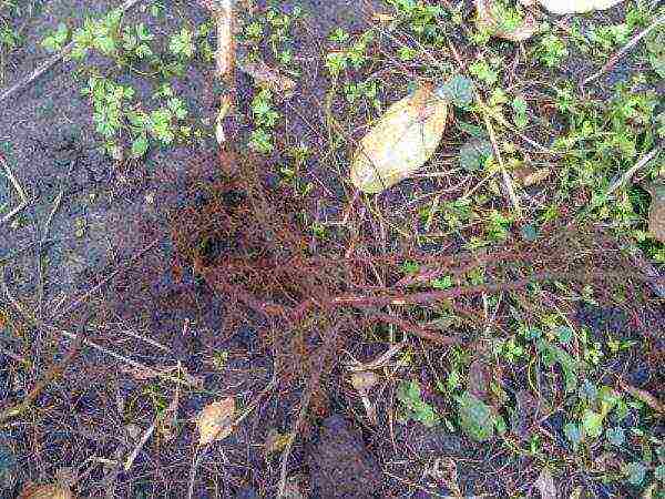 pagpaparami ng mga raspberry na muling pagtatanim at pangangalaga sa bukas na bukid