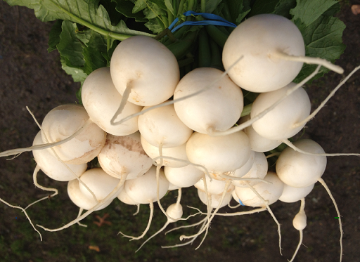 turnip seeds best varieties