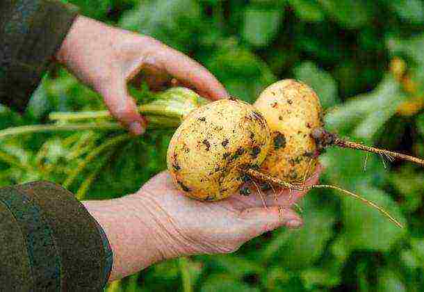turnip seeds best varieties