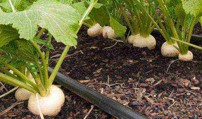 turnip seeds best varieties