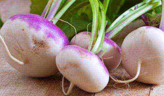 turnip seeds best varieties