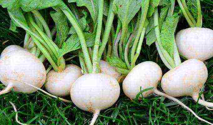 turnip seeds best varieties