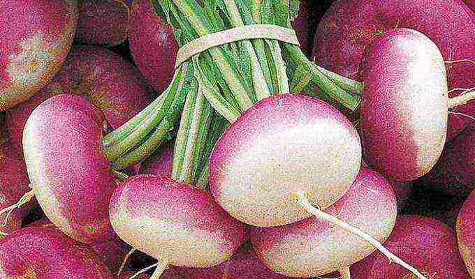 turnip seeds best varieties