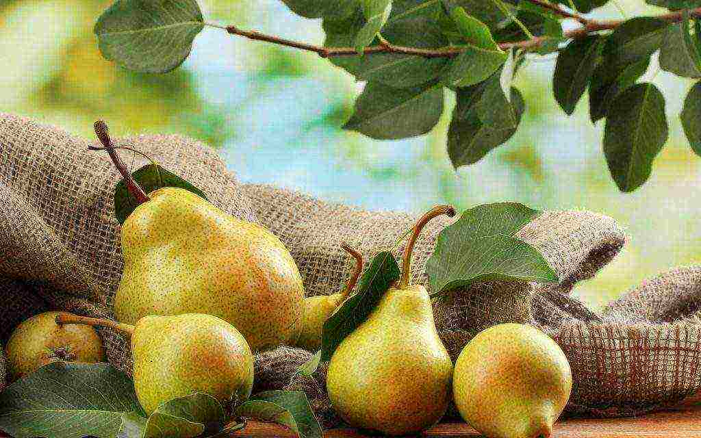 rating of the best varieties of pears
