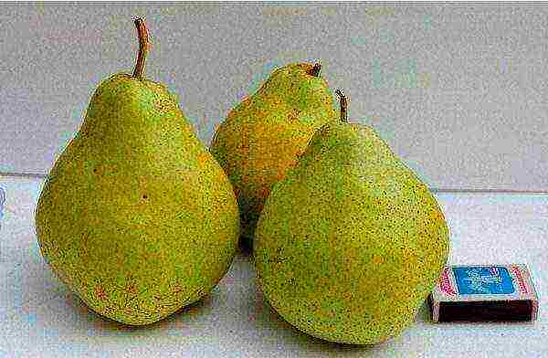 rating of the best varieties of pears
