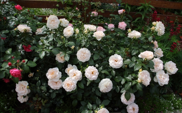 rating of the best varieties of roses