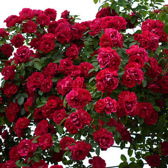 rating of the best varieties of roses