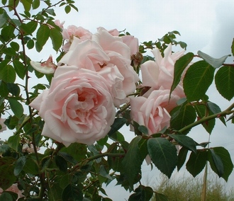 rating of the best varieties of roses