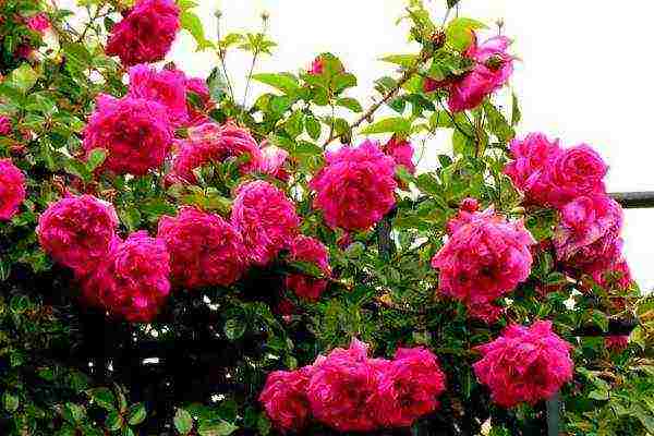 rating of the best varieties of roses