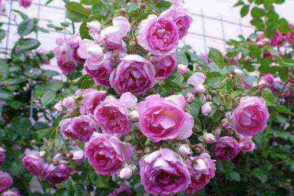 rating of the best varieties of roses