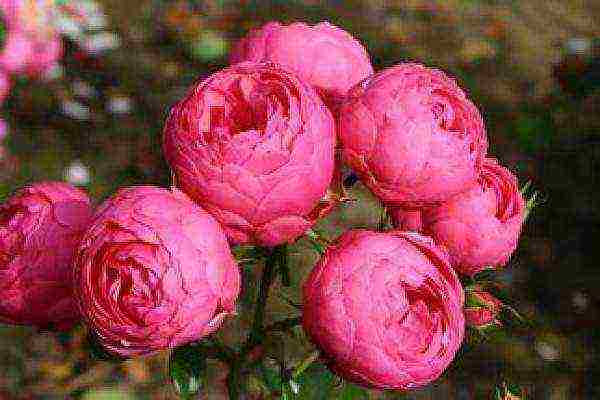 rating of the best varieties of roses