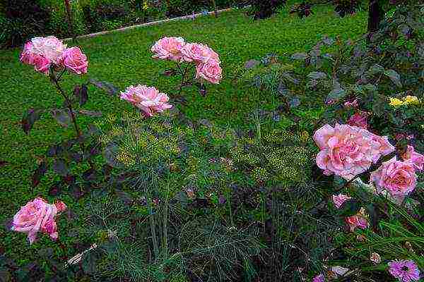 rating of the best varieties of roses