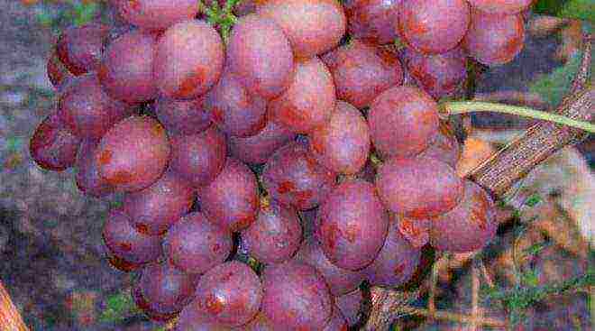 rating of the best grape varieties