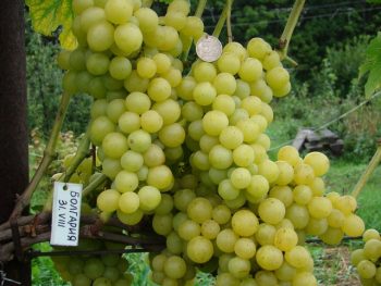 rating of the best grape varieties