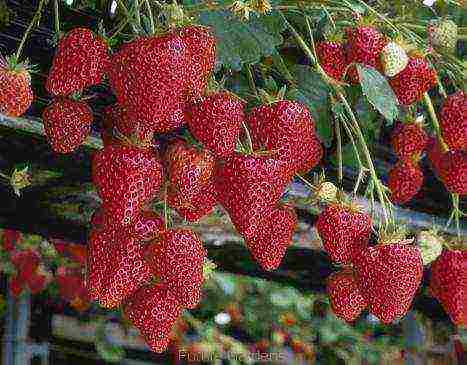 rating of the best strawberry varieties