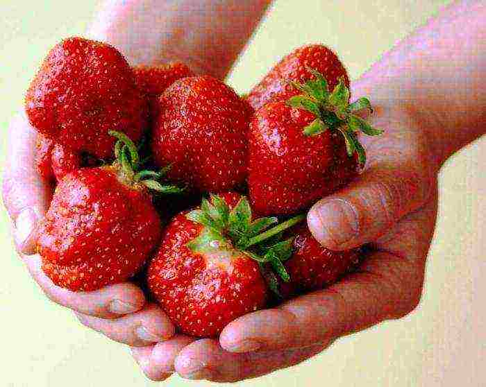 rating of the best varieties of strawberries