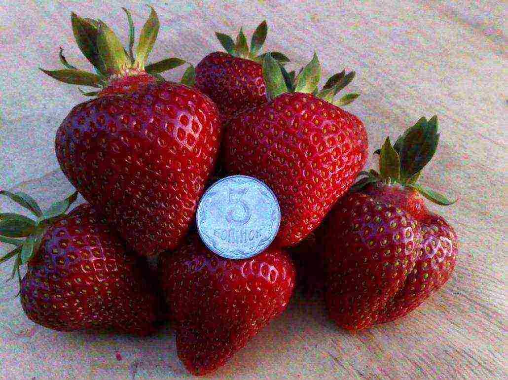 rating of the best strawberry varieties