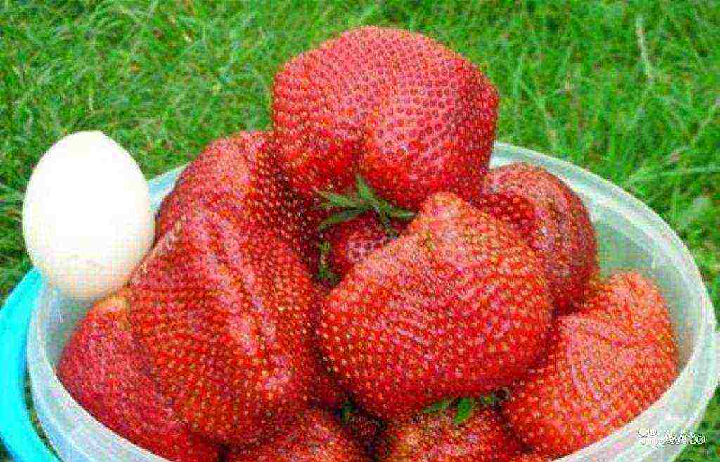 rating of the best strawberry varieties