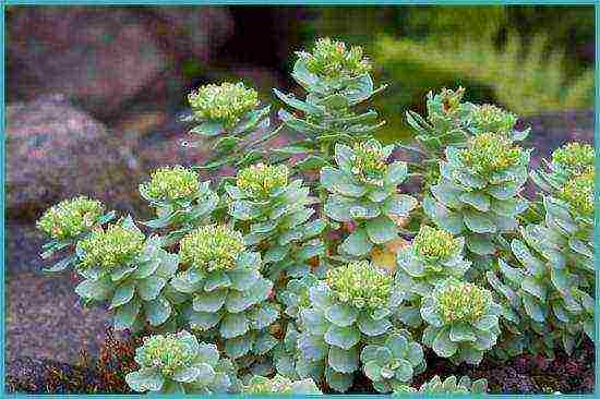 Rhodiola الوردي زراعة ورعاية في حقل مفتوح فارغ