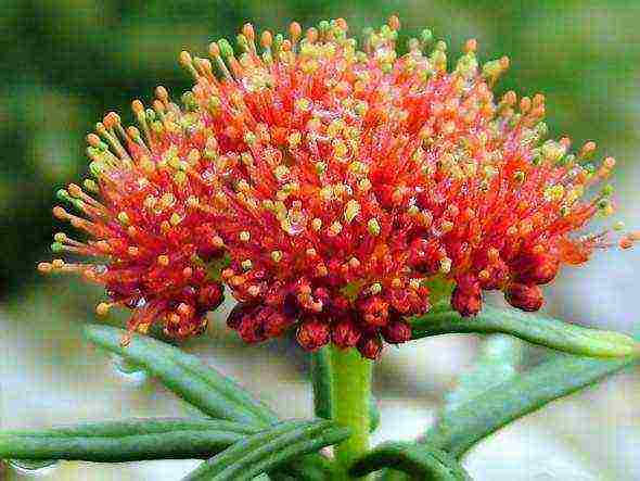 Rhodiola الوردي زراعة ورعاية في حقل مفتوح فارغ