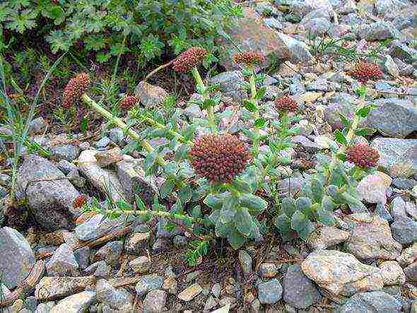 Rhodiola pink planting and care in the open field blank