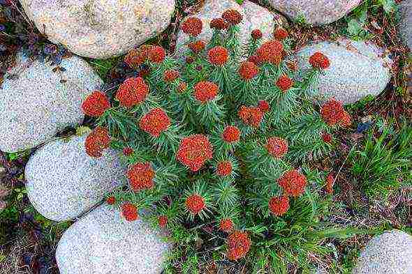 Rhodiola สีชมพูปลูกและดูแลในทุ่งโล่งว่างเปล่า