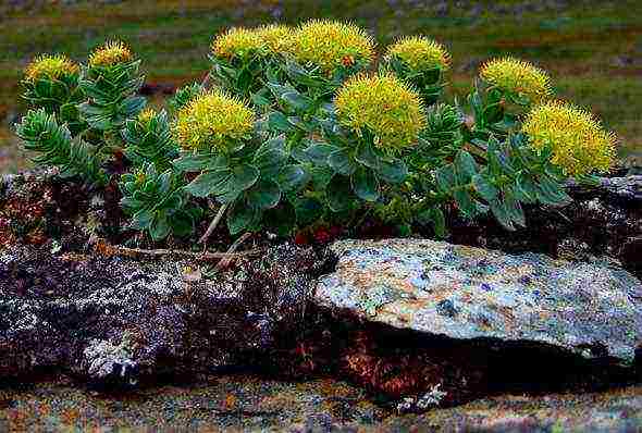 Rhodiola สีชมพูปลูกและดูแลในทุ่งโล่งว่างเปล่า