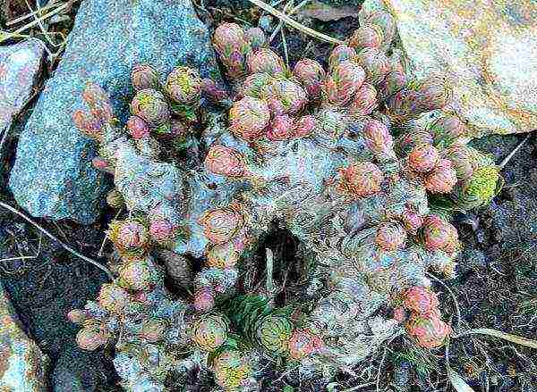 Rhodiola pink planting and care in the open field blank