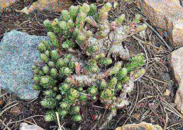 Rhodiola pink planting and care in the open field blank