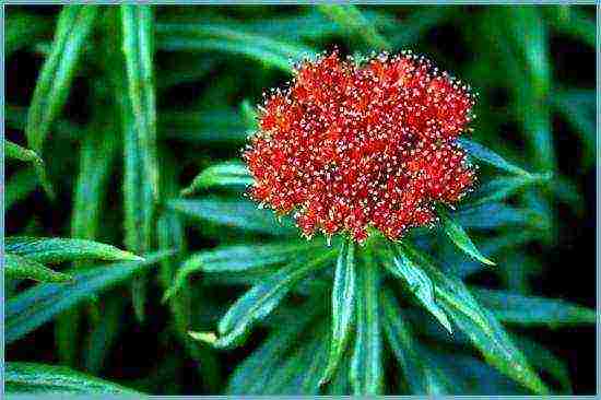 Rhodiola สีชมพูปลูกและดูแลในทุ่งโล่งว่างเปล่า