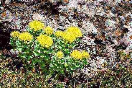 Rhodiola สีชมพูปลูกและดูแลในทุ่งโล่งว่างเปล่า