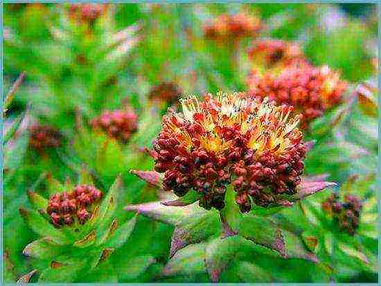 Rhodiola الوردي زراعة ورعاية في حقل مفتوح فارغ