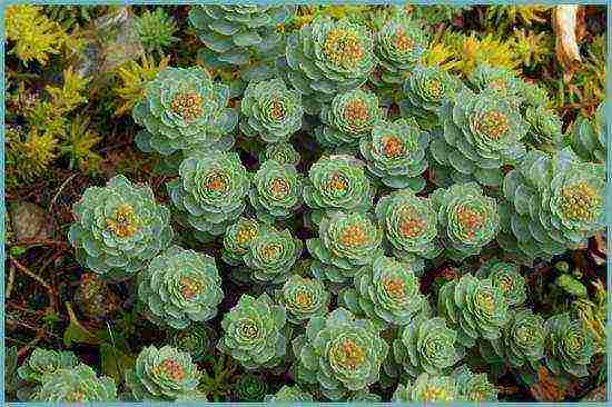 Rhodiola สีชมพูปลูกและดูแลในทุ่งโล่งว่างเปล่า