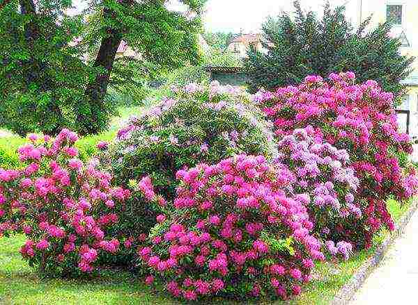 rhododendron planting and care in the open field in siberia