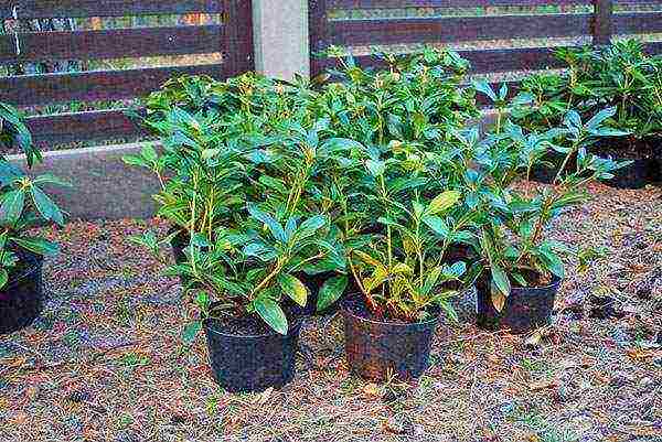 rhododendron planting and care in the open field in siberia