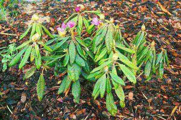 rhododendron planting and care in the open field in siberia